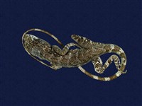 藏品(斯文豪氏攀蜥)的圖片